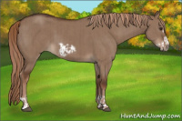 Horse Color:Liver Red Dun  and Liver Red Dun Frame 