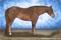 Horse Color:Liver Chestnut  and Chestnut 
