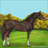 Horse Color:Liver Chestnut  and Liver Chestnut 