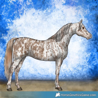 Horse Color:Liver Red Dun and Liver Red Dun Appaloosa