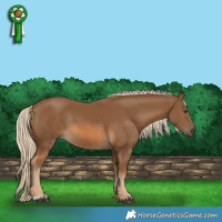 Horse Color:Chocolate Palomino  and Chocolate Palomino Rabicano 