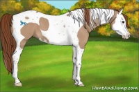 Horse Color:Red Dun Splash Tobiano