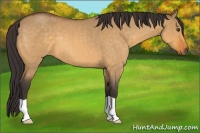 Horse Color:Buckskin Roan Dun 