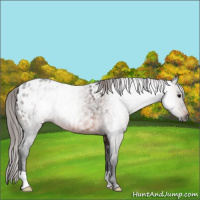 Horse Color:Gray Brown Appaloosa