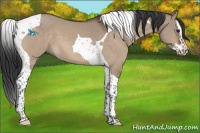 Horse Color:Brown Dun Splash Tobiano 