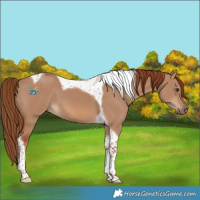 Horse Color:Red Dun Tobiano 