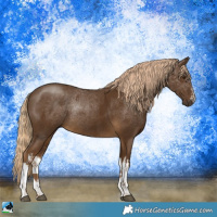 Horse Color:White Spotted Chocolate Palomino Rabicano