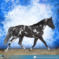 Horse Color:White Spotted Smoky Black