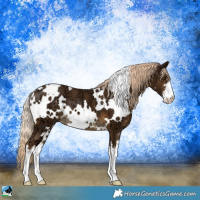 Horse Color:White Spotted Chocolate Palomino Ice 
