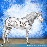 Horse Color:White Spotted Liver Chestnut Mushroom Sabino Splash Rabicano 