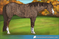 Horse Color:Liver Chestnut  and Liver Red Dun 