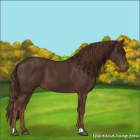 Horse Color:Liver Chestnut