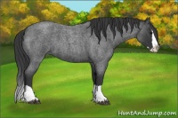 Horse Color:Blue Roan Splash