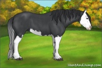 Horse Color:Blue Roan Splash