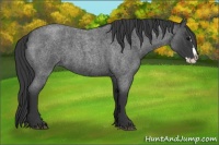 Horse Color:Blue Roan Splash 