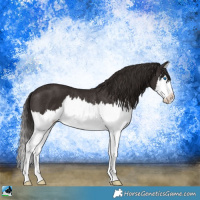 Horse Color:Liver Chestnut Sabino Splash Rabicano 