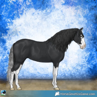 Horse Color:Black Sabino Splash 