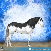 Horse Color:Black Sabino Splash