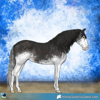 Horse Color:White Spotted Liver Chestnut Sabino Splash 