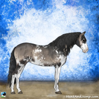 Horse Color:Blue Onyx Mushroom Sabino 