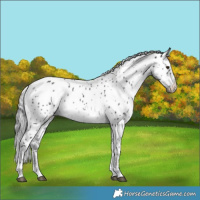 Horse Color:Black Chinchilla Tobiano Appaloosa 