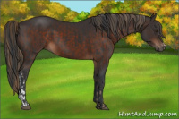 Horse Color:Liver Chestnut and Brown