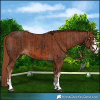 Horse Color:Liver Chestnut  and Chestnut 