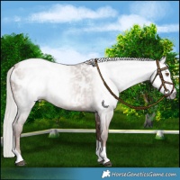 Horse Color:Gray Silver Black Pearl Tobiano Near Leopard 