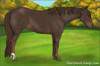 Horse Color:Liver Chestnut  and Liver Chestnut 
