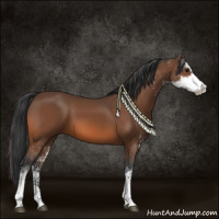 Horse Color:Bay Sabino 