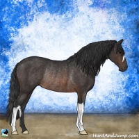 Horse Color:Brown Rabicano 