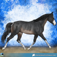 Horse Color:Brown Rabicano 