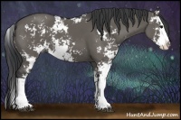 Horse Color:Grullo Sabino Splash
