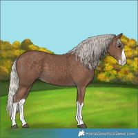 Horse Color:Silver Black Splash 