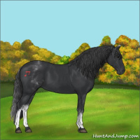 Horse Color:White Spotted Black 