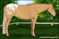 Horse Color:Palomino Roan Appaloosa 