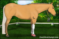 Horse Color:Silver Buckskin 