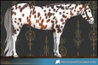 Horse Color:Brown Splash Appaloosa 