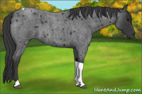 Horse Color:Blue Roan Tobiano