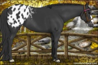Horse Color:Black Appaloosa 