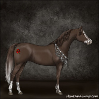 Horse Color:Liver Chestnut and Liver Chestnut Splash