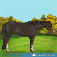 Horse Color:Liver Chestnut  and Liver Chestnut 