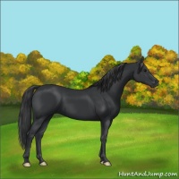 Horse Color:Black 