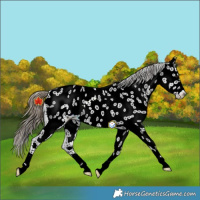 Horse Color:Smoky Black Near Leopard 