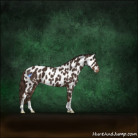 Horse Color:Liver Chestnut Appaloosa 