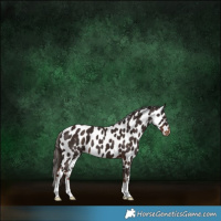 Horse Color:Liver Chestnut Appaloosa 