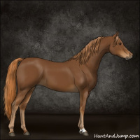 Horse Color:Gray Chestnut 