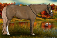 Horse Color:Chocolate Palomino 