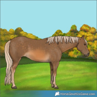 Horse Color:Chocolate Palomino 