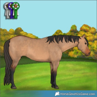Horse Color:Bay Dun 